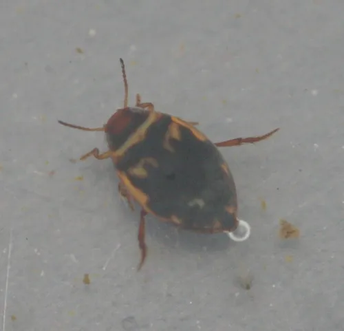 Hygrotus inaequalis - photo 3