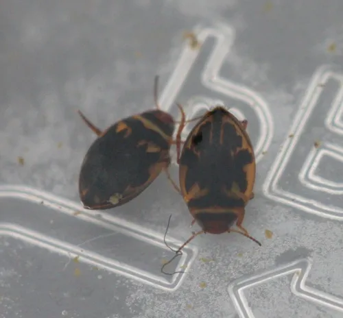 Hygrotus inaequalis - photo 4
