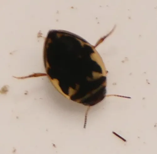 Hygrotus inaequalis - photo 5