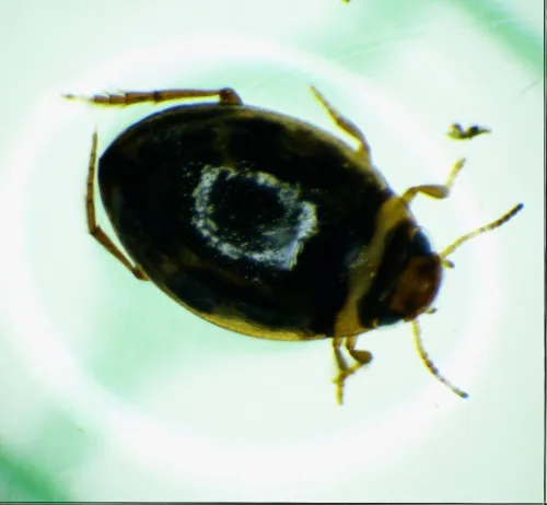Hygrotus inaequalis - photo 6