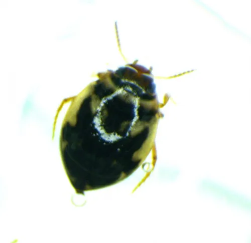 Hygrotus inaequalis - photo 7