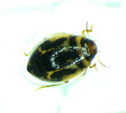 Hygrotus inaequalis - photo 8