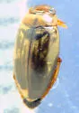 Hygrotus infuscatus
