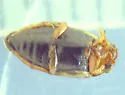 Hygrotus infuscatus - photo 2