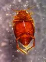 Hygrotus intermedius - photo 2