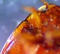 Hygrotus intermedius - photo 3