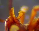 Hygrotus intermedius - photo 4
