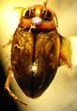 Hygrotus lutescens