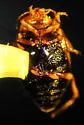 Hygrotus lutescens - photo 2
