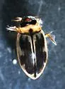 Hygrotus lutescens - photo 4