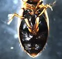 Hygrotus lutescens - photo 5
