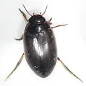 Hygrotus marklini - photo 2