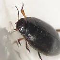 Hygrotus marklini - photo 3