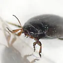 Hygrotus marklini - photo 4