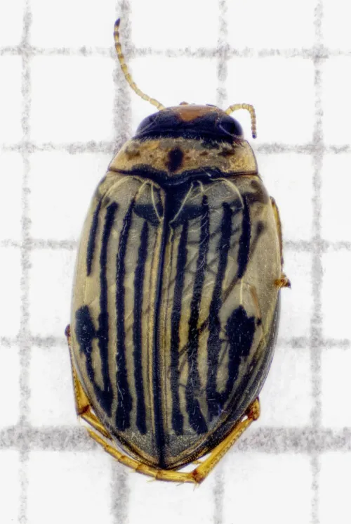 Hygrotus nigrolineatus
