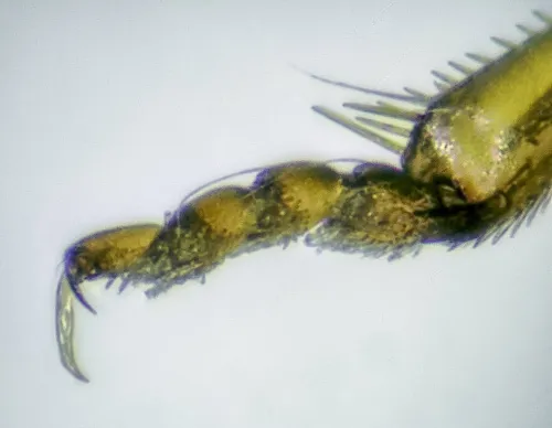 Hygrotus nigrolineatus - photo 3