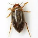 Hygrotus nubilus - photo 2