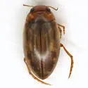 Hygrotus nubilus - photo 3