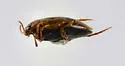 Hygrotus nubilus - photo 4