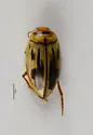 Hygrotus nubilus - photo 5