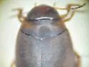 Hygrotus obscureplagiatus - photo 2
