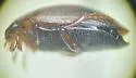 Hygrotus obscureplagiatus - photo 3