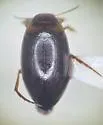 Hygrotus obscureplagiatus - photo 5