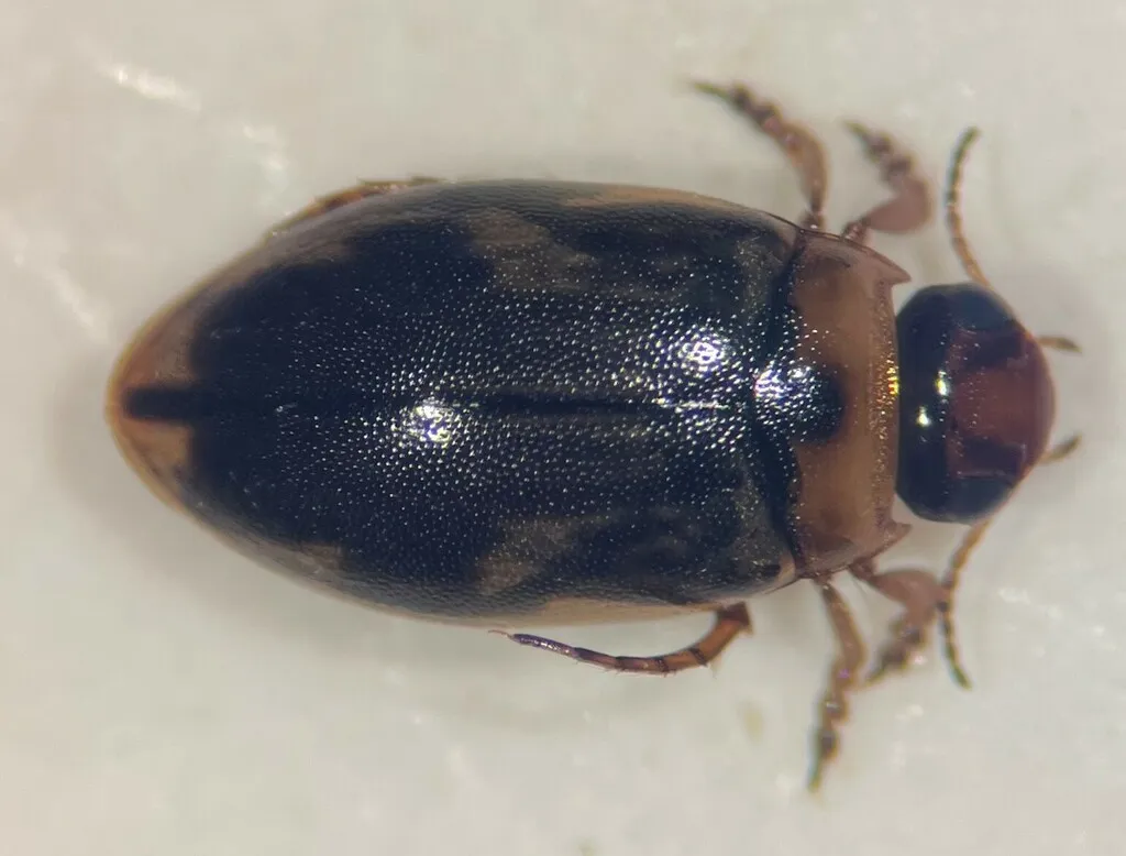 Hygrotus patruelis - photo 2