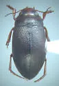 Hygrotus picatus - photo 2