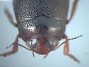 Hygrotus picatus - photo 3