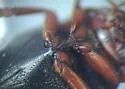 Hygrotus picatus - photo 4