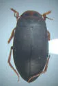 Hygrotus picatus - photo 5