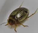 Hygrotus punctilineatus - photo 2