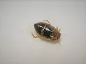 Hygrotus punctilineatus - photo 3