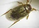 Hygrotus punctilineatus - photo 4