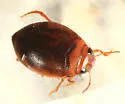 Hygrotus sayi - Hygrotus sayi