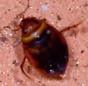 Hygrotus sayi - photo 2