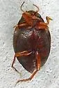 Hygrotus sayi - photo 3