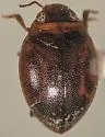 Hygrotus sayi - photo 4