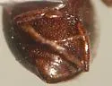 Hygrotus sayi - photo 5