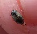 Hygrotus sellatus - Hygrotus sellatus