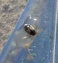 Hygrotus sellatus - photo 2