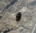 Hygrotus sellatus - photo 3