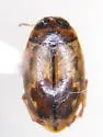 Hygrotus sellatus - photo 4