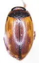 Hygrotus suturalis - Hygrotus suturalis
