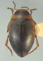 Hygrotus suturalis - photo 2