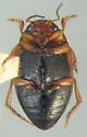 Hygrotus suturalis - photo 3
