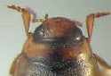 Hygrotus suturalis - photo 4