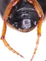 Hygrotus tumidiventris - photo 2