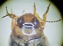Hygrotus tumidiventris - photo 4
